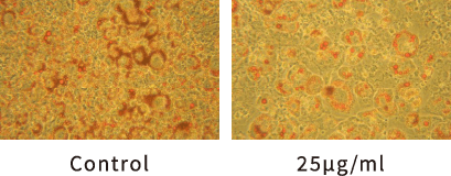 図:脂肪蓄積量の減少を示す画像