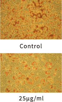 図:脂肪蓄積量の減少を示す画像