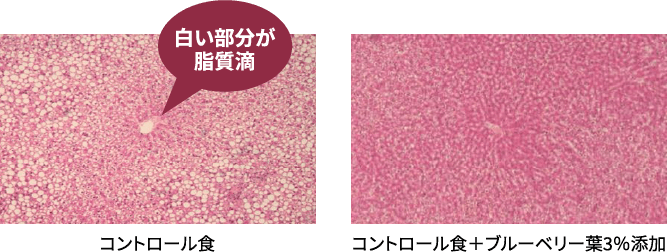 図:肝臓切片に占める脂質滴の顕著な低下を示す画像