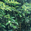 画像:カオバン茶