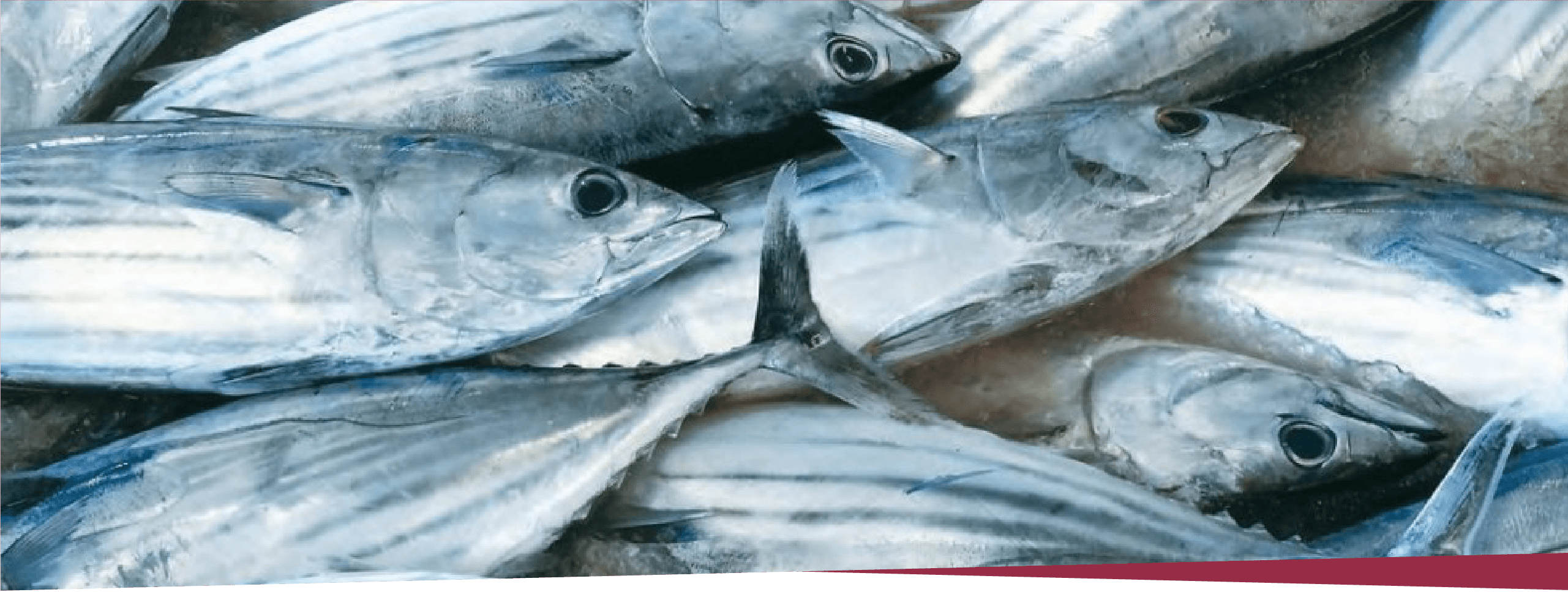 画像：DHAを含有する魚