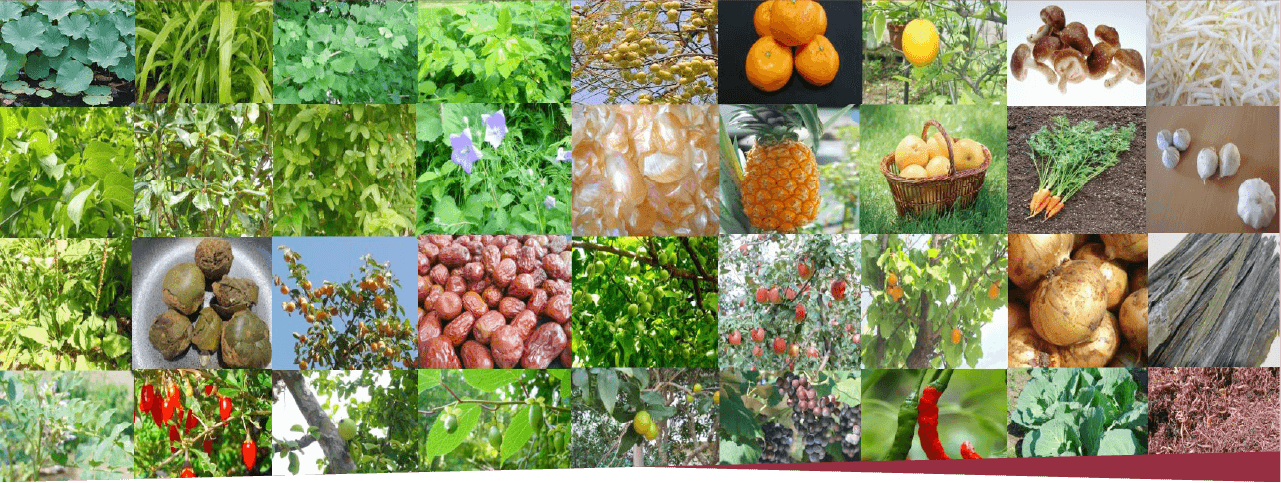 画像：野草発酵エキス