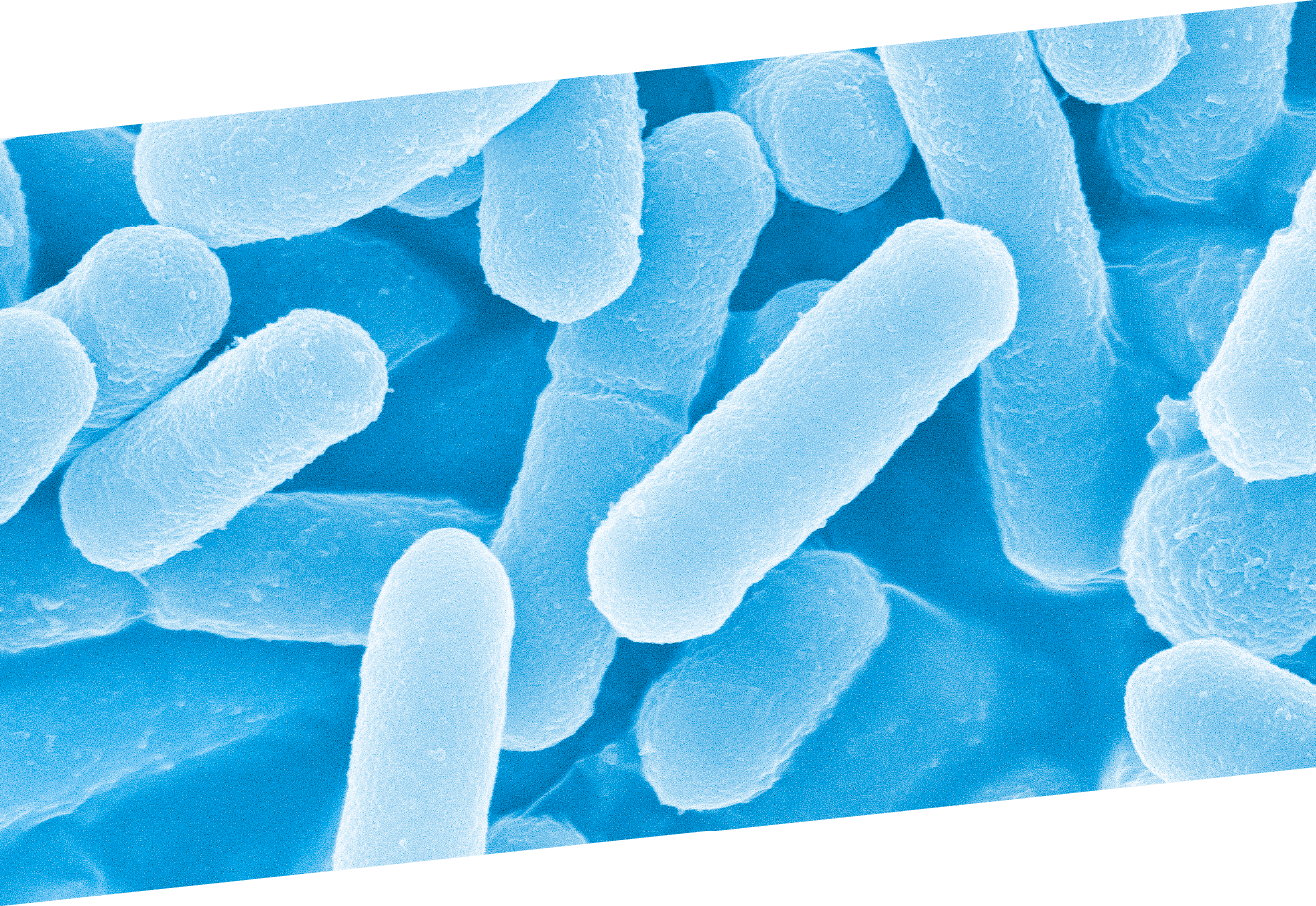 画像:L8020乳酸菌