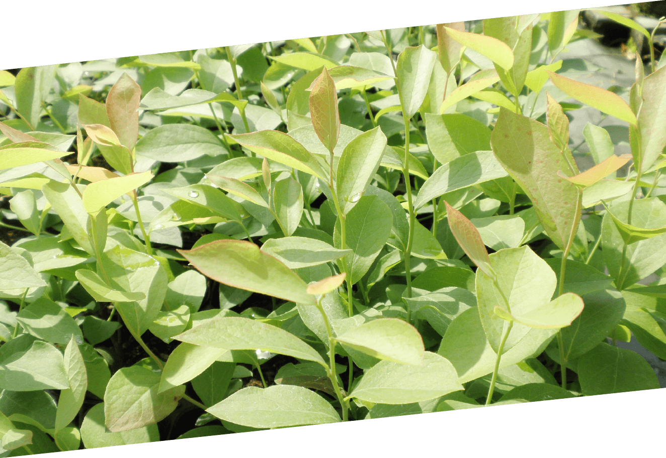 画像:ブルーベリー葉