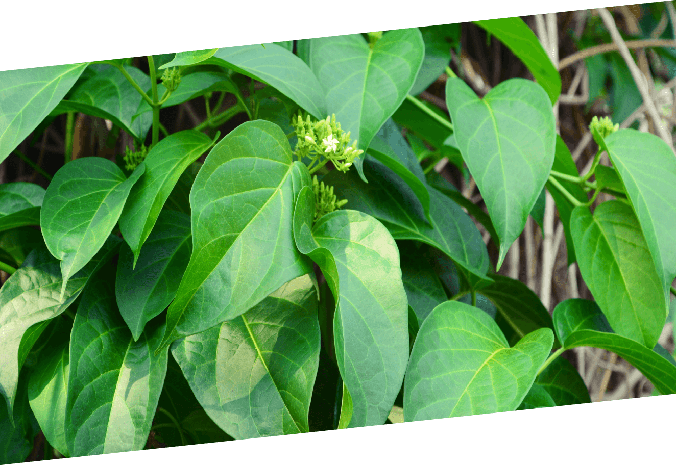 画像：ギムネマシルベスタ