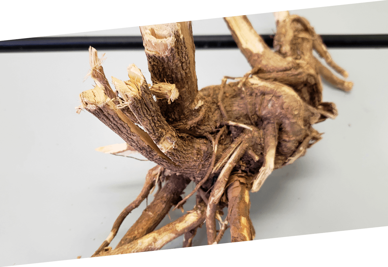 画像：エゾウコギ