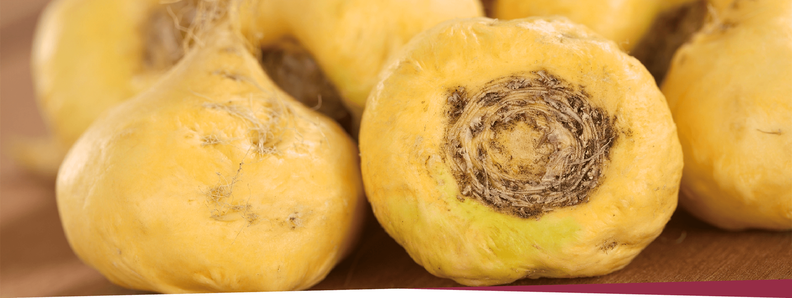 画像：エゾウコギ