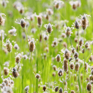 画像:DHA含有卵黄油