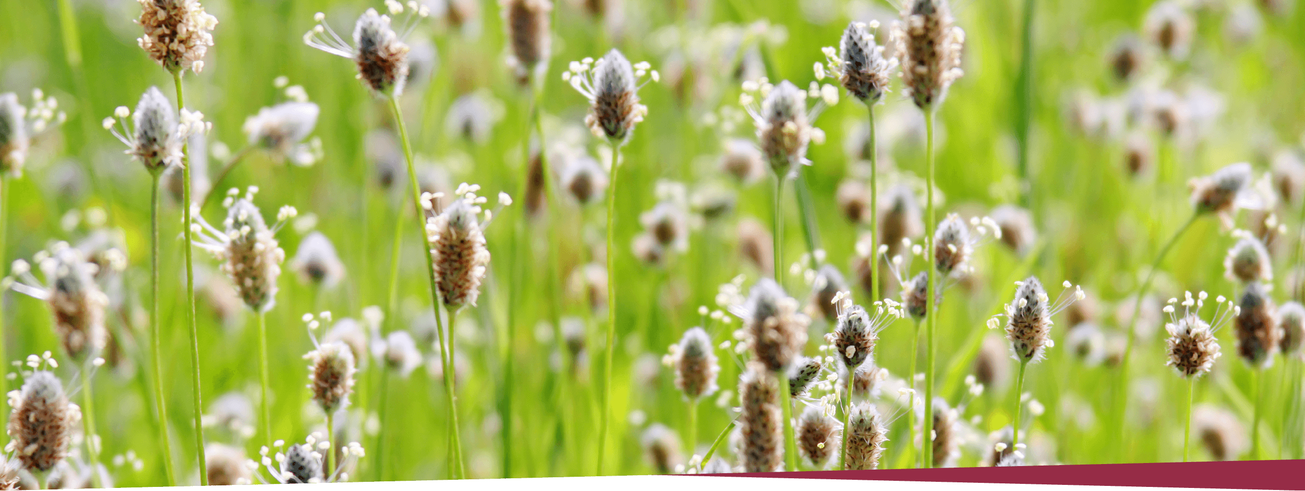 画像：サイリウム