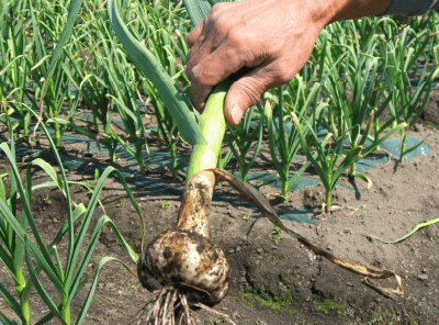 画像：SAC高含有ニンニク