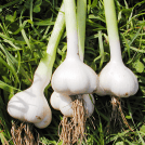 画像:SAC高含有ニンニク