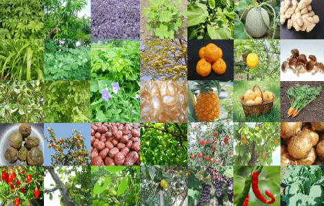 野草発酵エキス