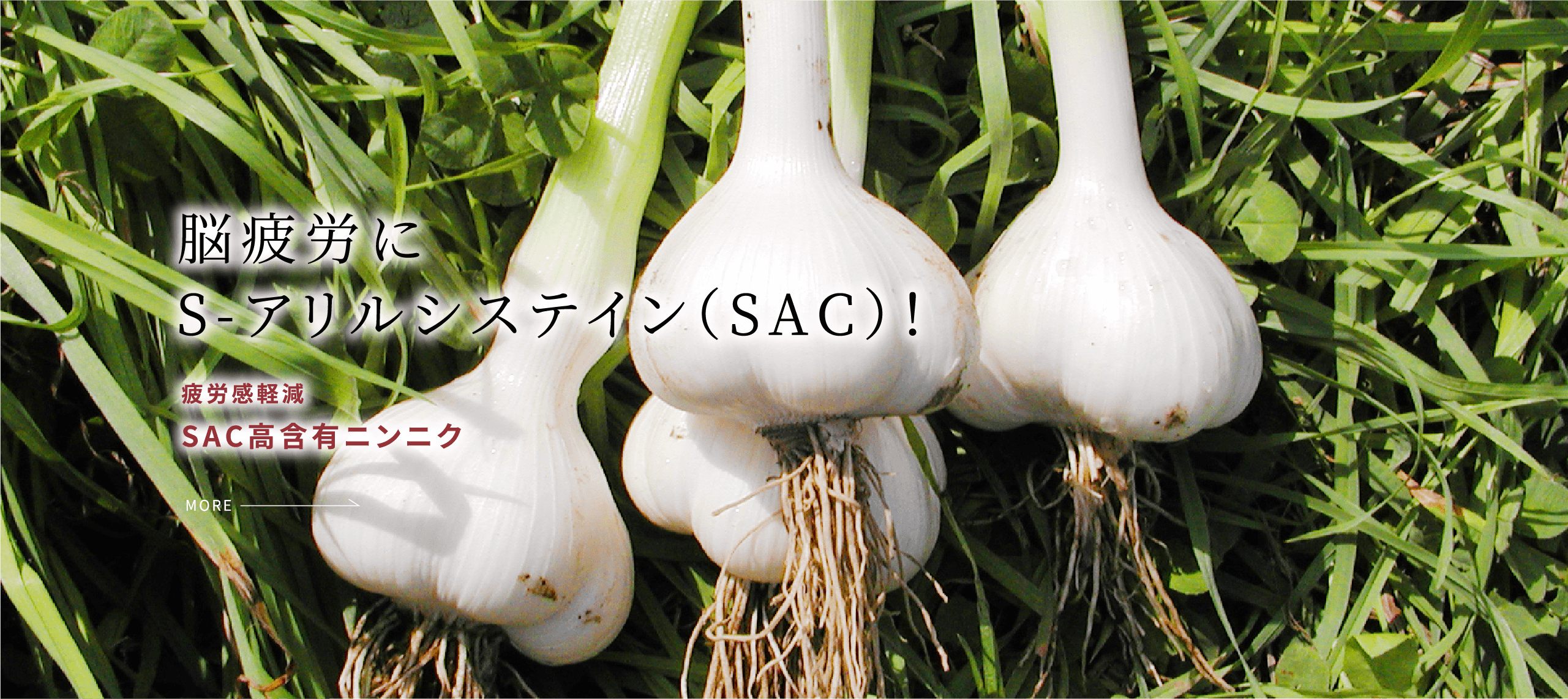 SAC高含有ニンニク